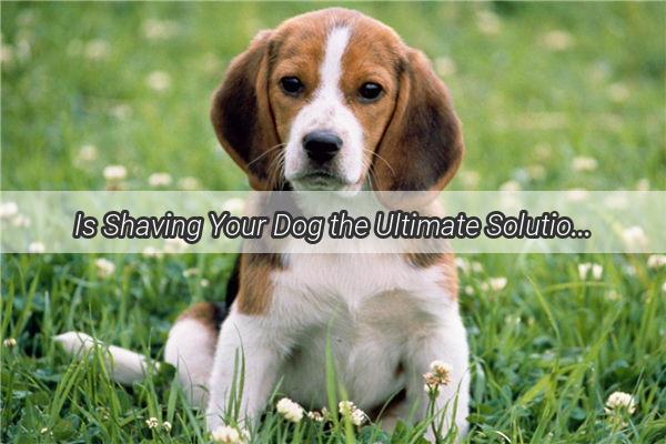 Is Shaving Your Dog the Ultimate Solution to shedding Season Find Out Now